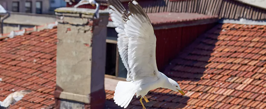 Residential Chimney Animal Removal Solution in Rockville Centre, NY