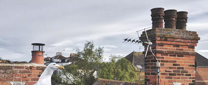 Chimney Cleaning And Restoration in Rockville Centre, New York